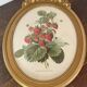 Framed botanical print of Fragaria Grandiflora