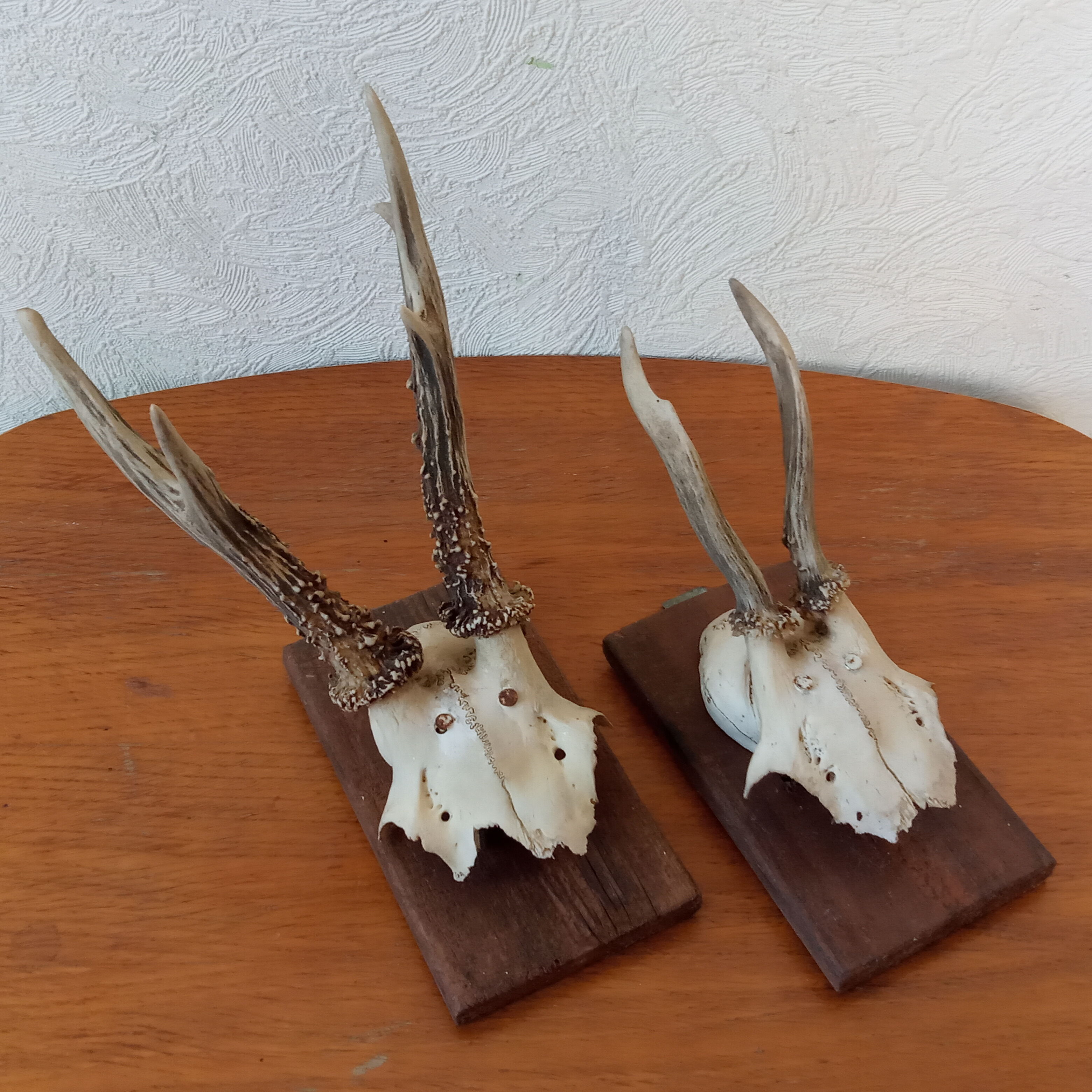 Pair of ancient hunting trophies, deer