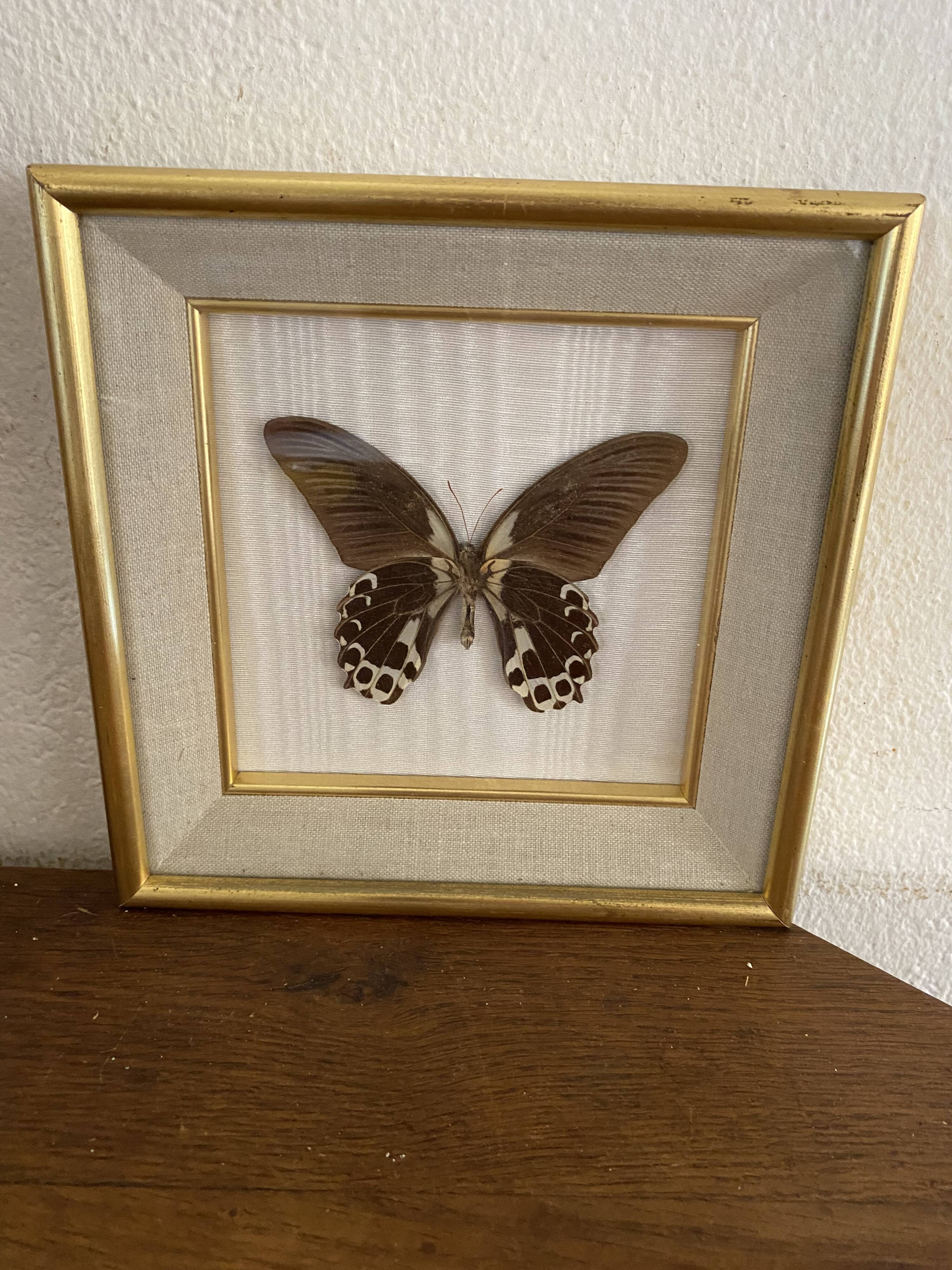 Naturalized butterfly frame, papilio rumanzovia Nelle Guinea.