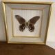 Naturalized butterfly frame, papilio rumanzovia Nelle Guinea.