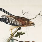 Poster of the Red-shouldered Buzzard, after an old engraving