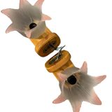 Paire d’appliques en pin fleur en verre