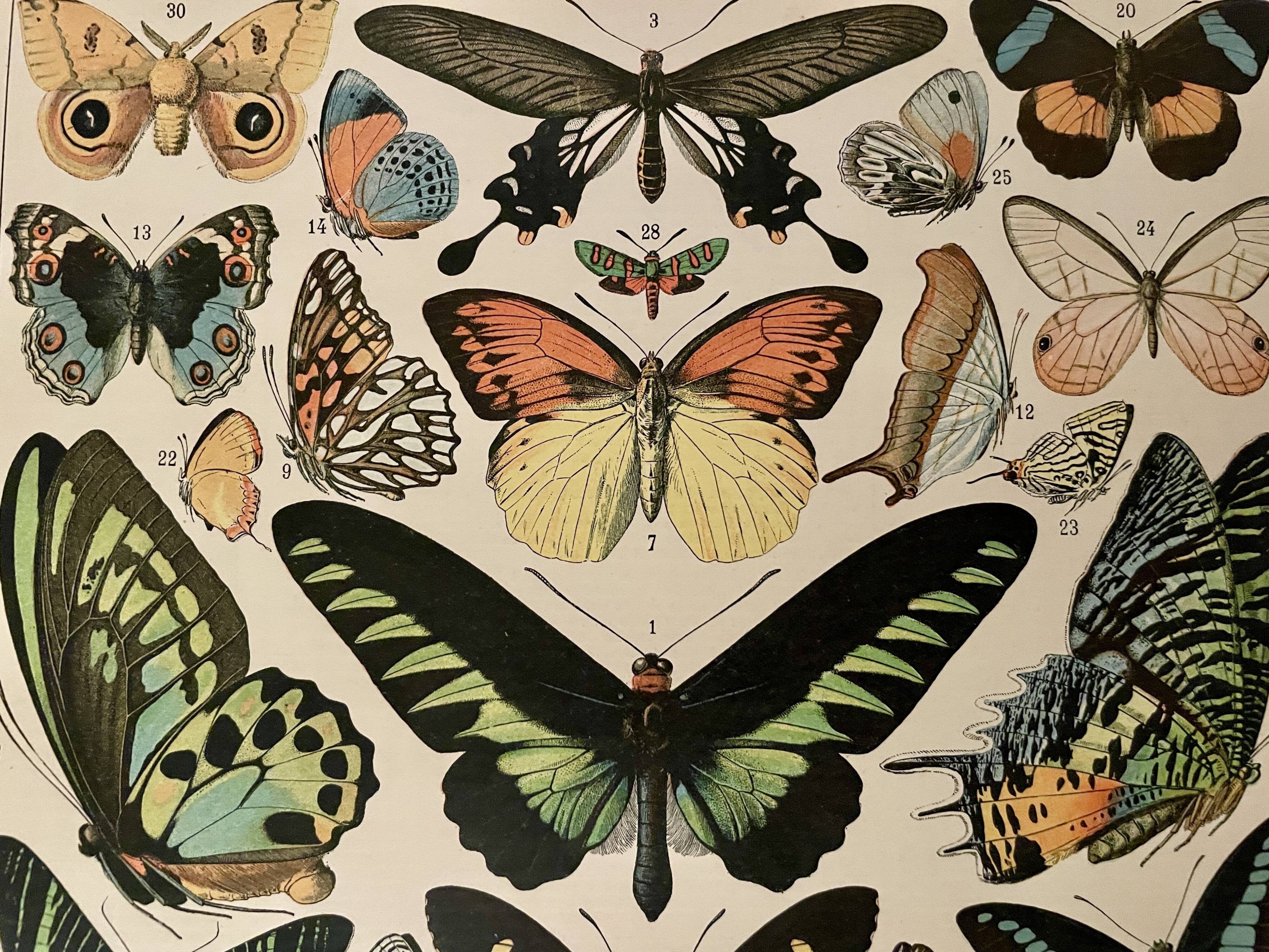 Lithograph on exotic butterflies - 1900