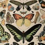 Lithograph on exotic butterflies - 1900