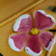 Vintage cheese or cake serving dish