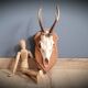 Deer Trophy 3
