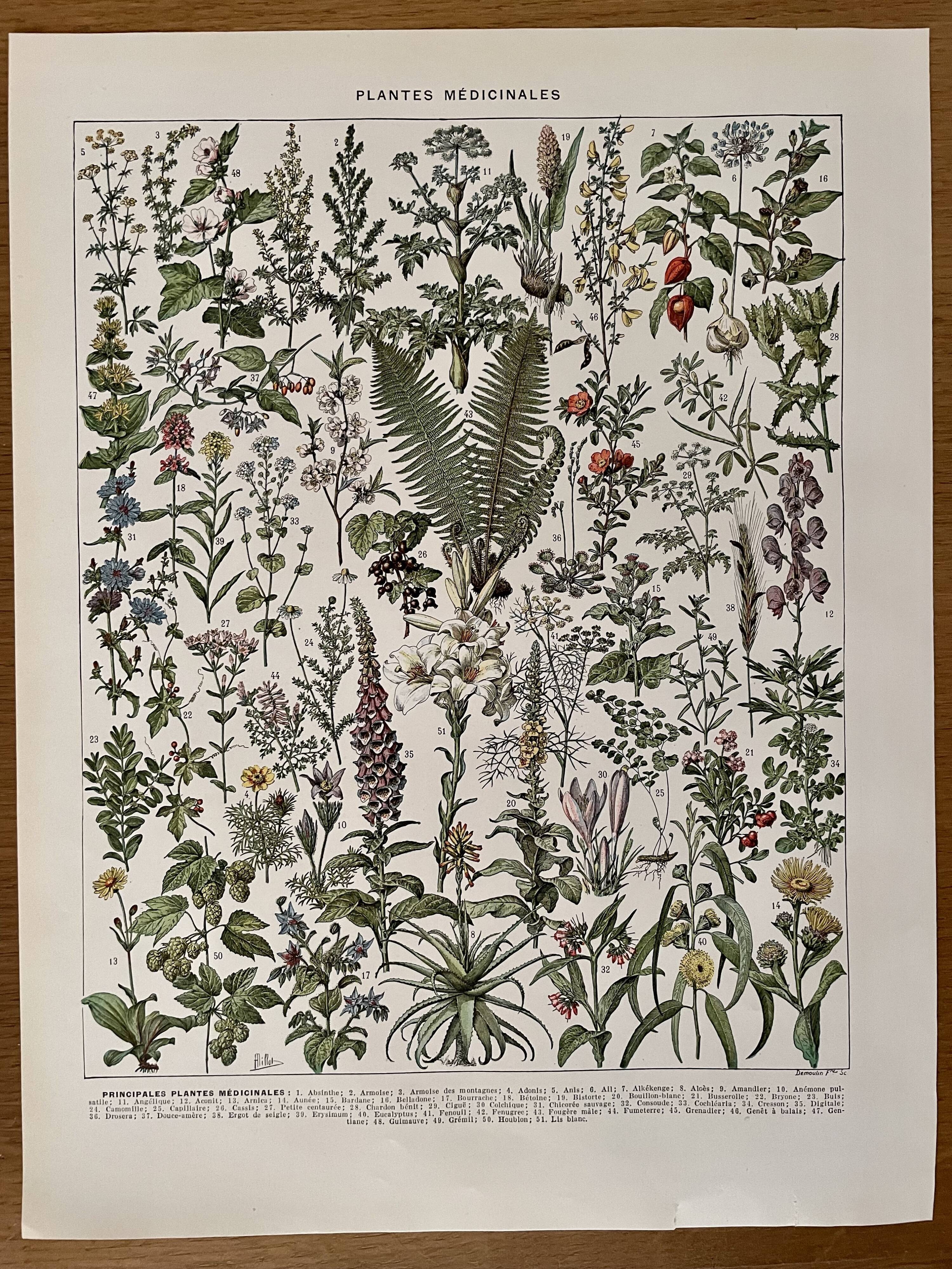 Lithograph on medicinal plants from 1928 (absinthe)