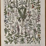 Lithograph on medicinal plants from 1928 (absinthe)