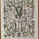 Lithographie sur les plantes médicinales de 1928 (absinthe)