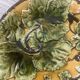 Four antique dessert plates in majolica with vine decoration.