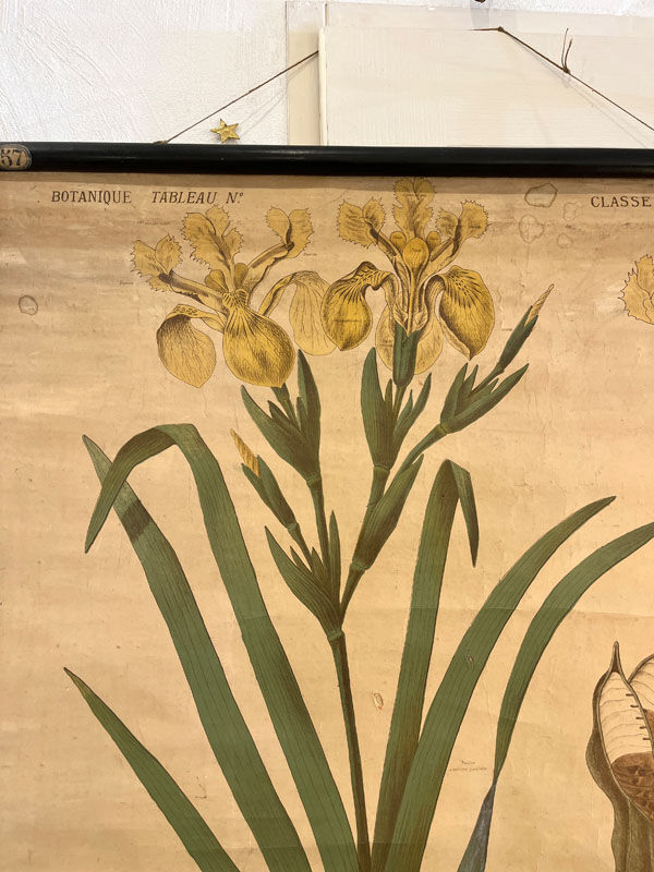 Ancienne planche de botanique de la maison Deyrolle “L’Iris”