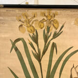 Old botanical plate from the Deyrolle house “L'Iris”