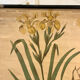 Old botanical plate from the Deyrolle house “L'Iris”