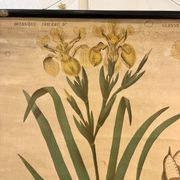 Ancienne planche de botanique de la maison Deyrolle “L’Iris”