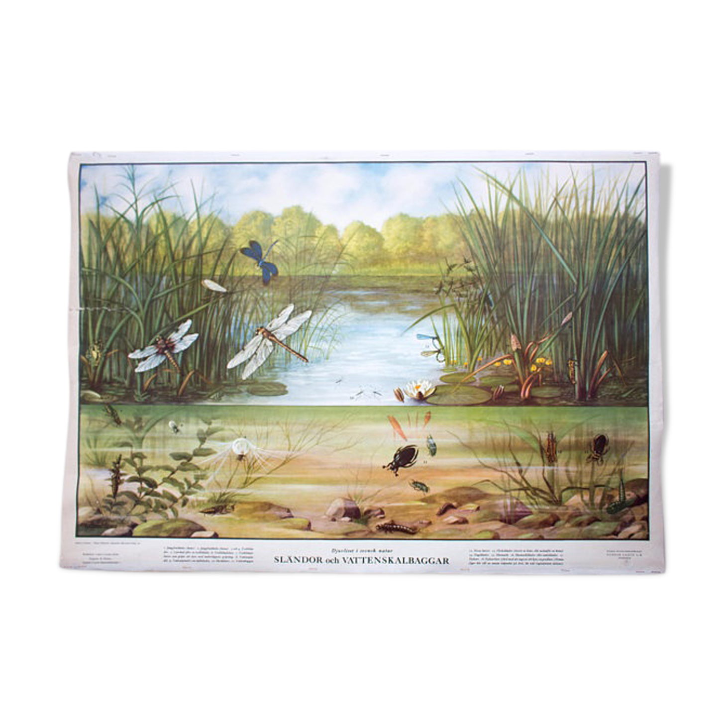 Poster "Dragonfly" published by Offsetdruckerei Friecke & Co 1951