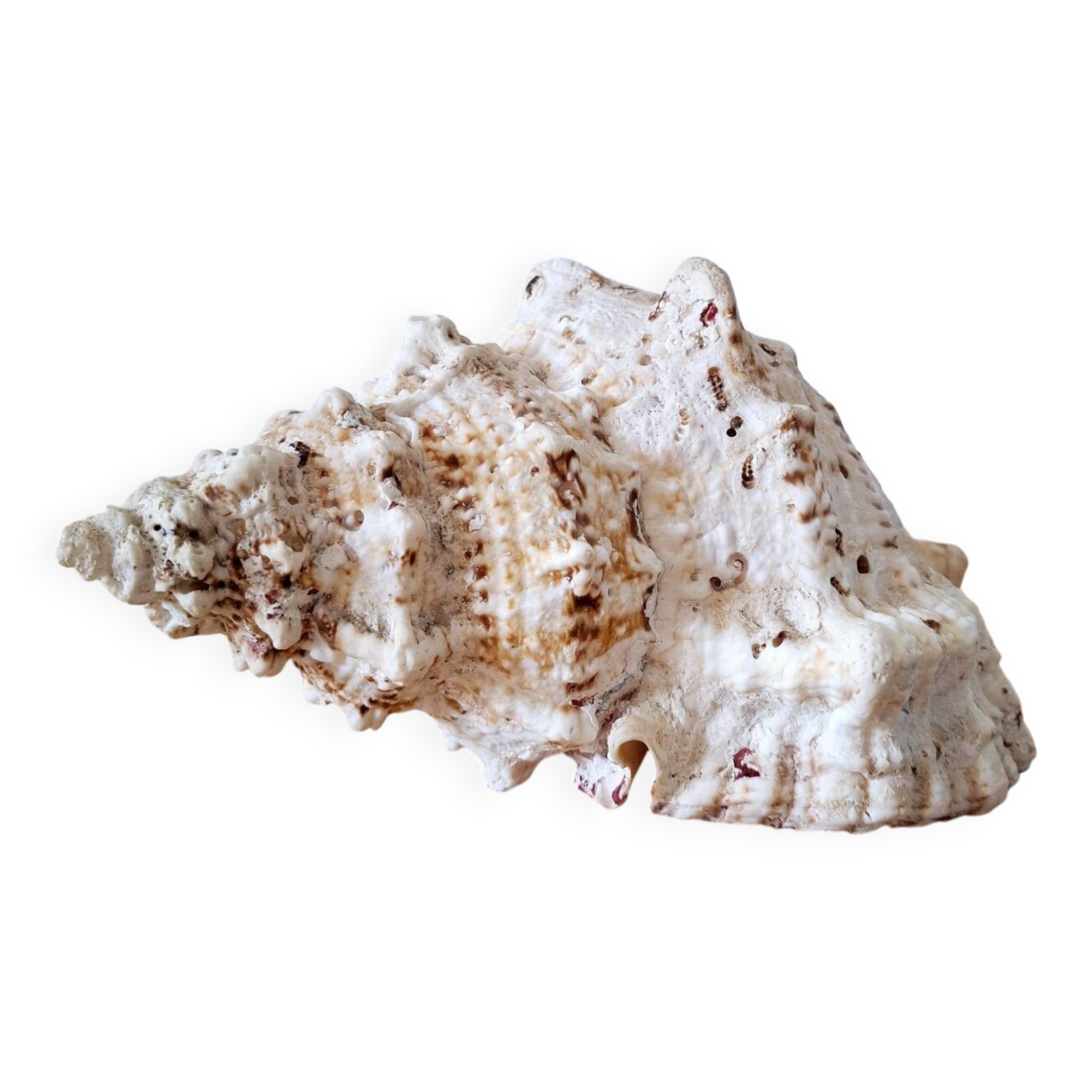 Large vintage conch