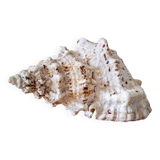 Large vintage conch