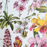 Old botanical board 20s orchids