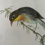 Two bird lithographs with gilded wooden frame