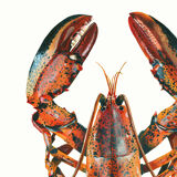 "Alec", the lobster, art print 21/29.7 cm