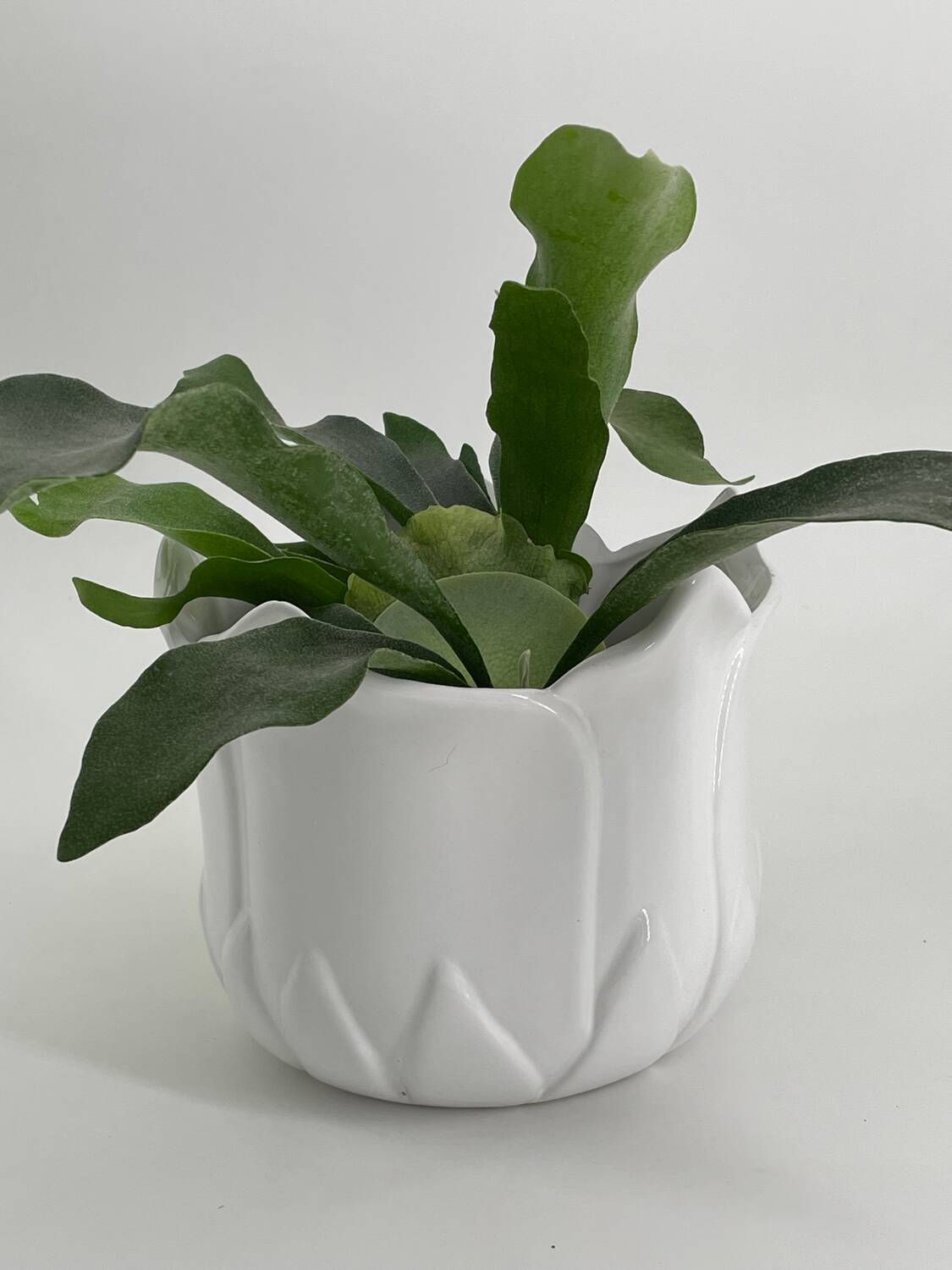 Vintage white porcelain tulip-shaped pot holder