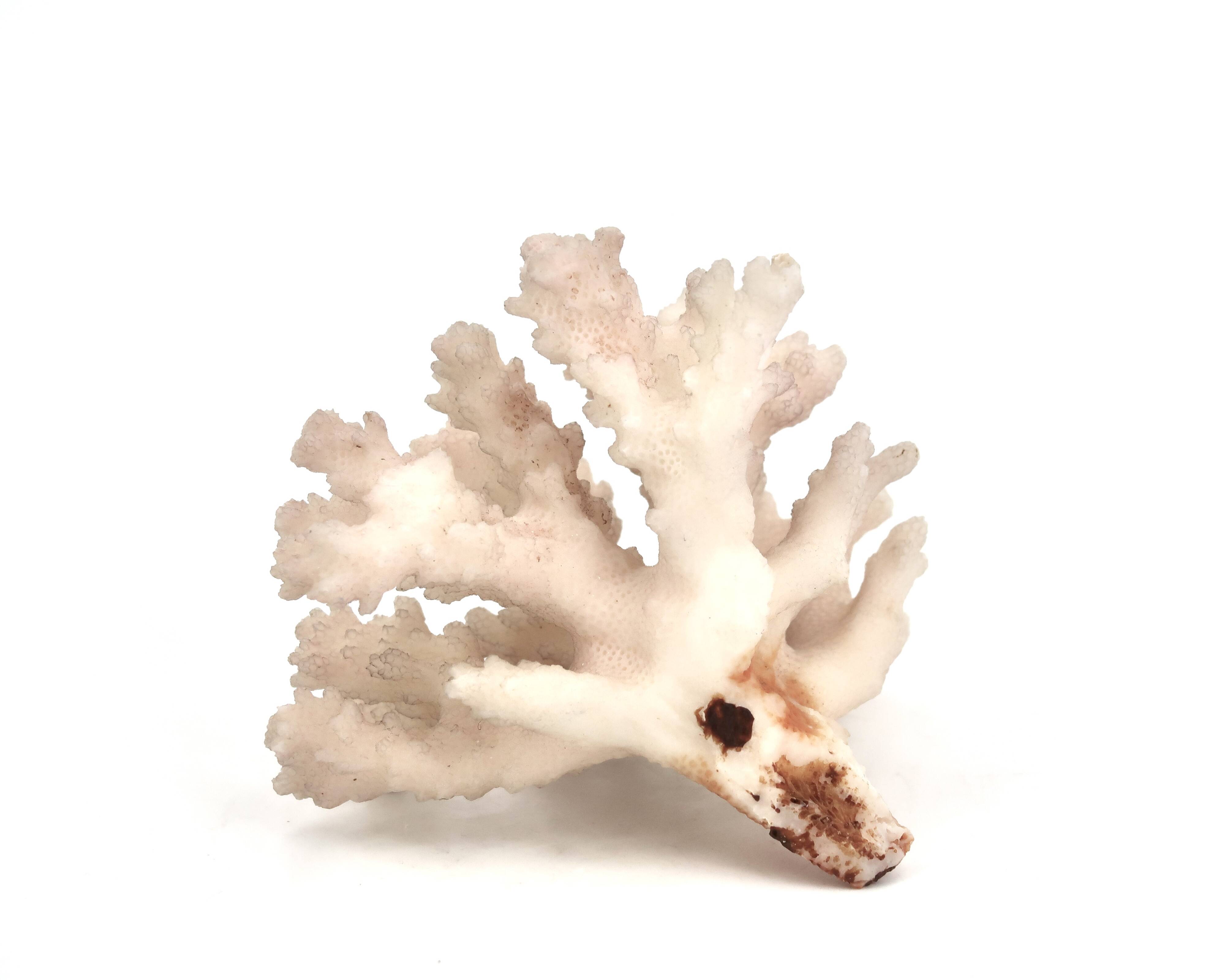 Natural vintage white coral branch, 1970s curiosity cabinet