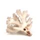 Natural vintage white coral branch, 1970s curiosity cabinet