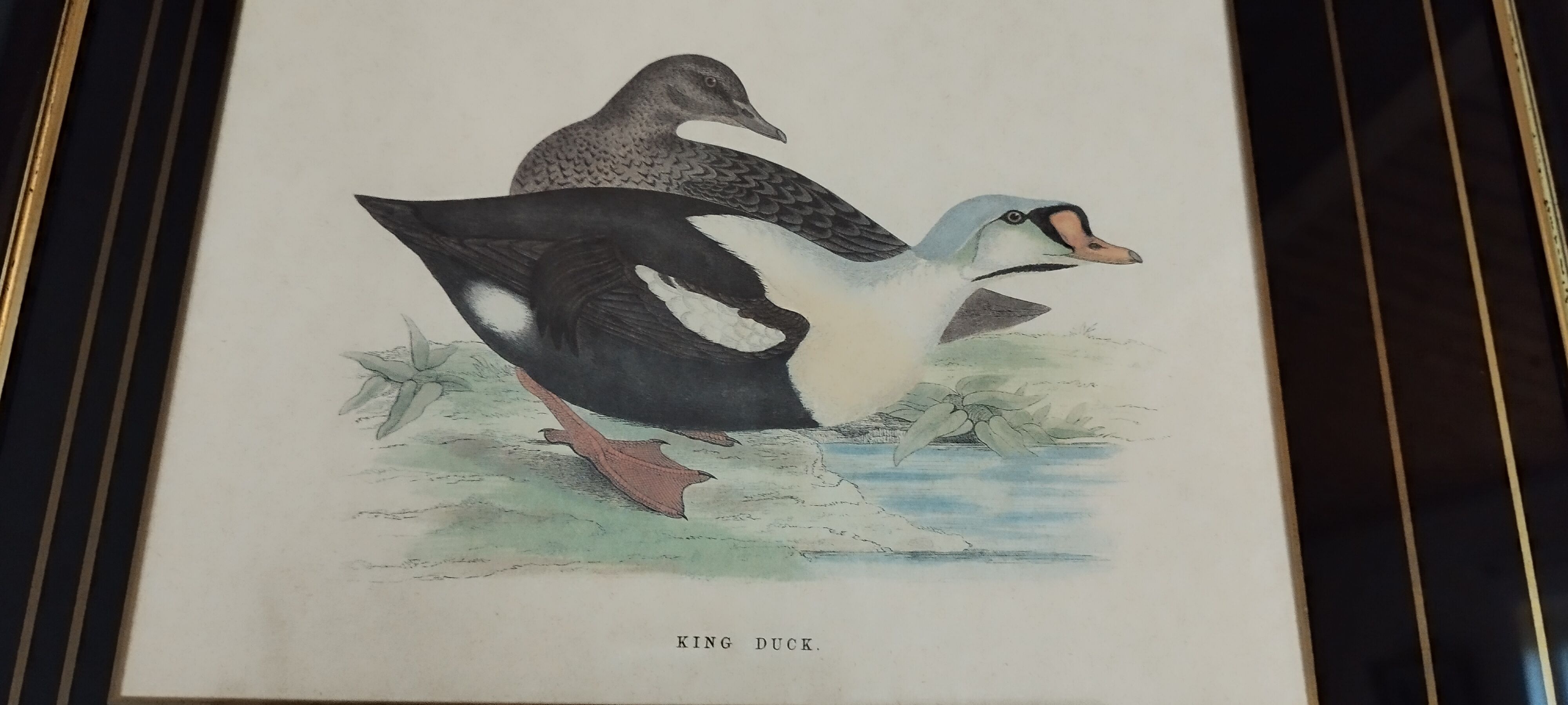 Royal duck engraving