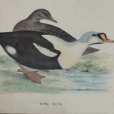 Gravure canard royal
