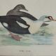 Gravure canard royal
