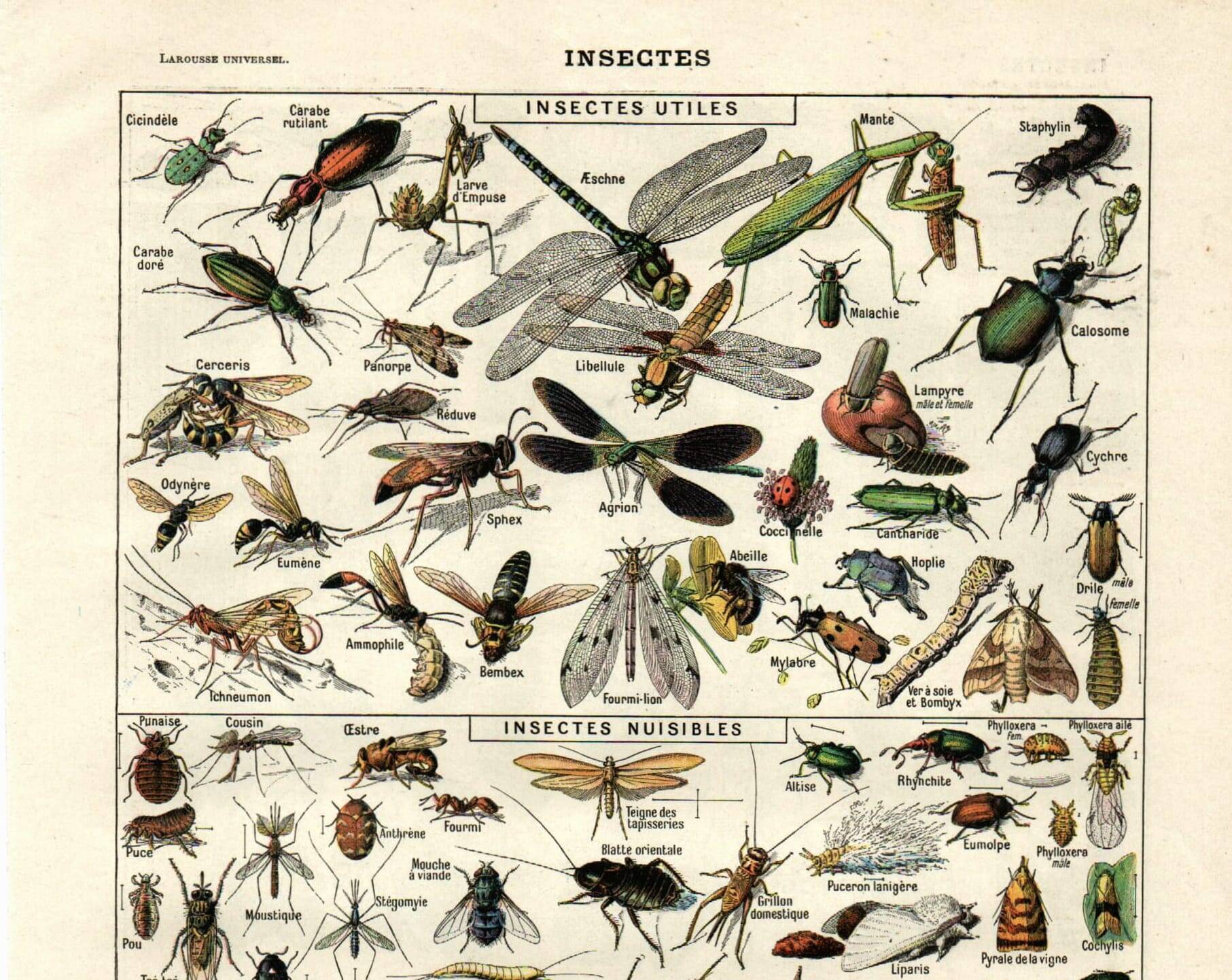 Gravure ancienne - 1923 - Insectes utiles et nuisibles par A. Millot