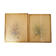 Pair of vintage paintings 1950 frame gilded wood