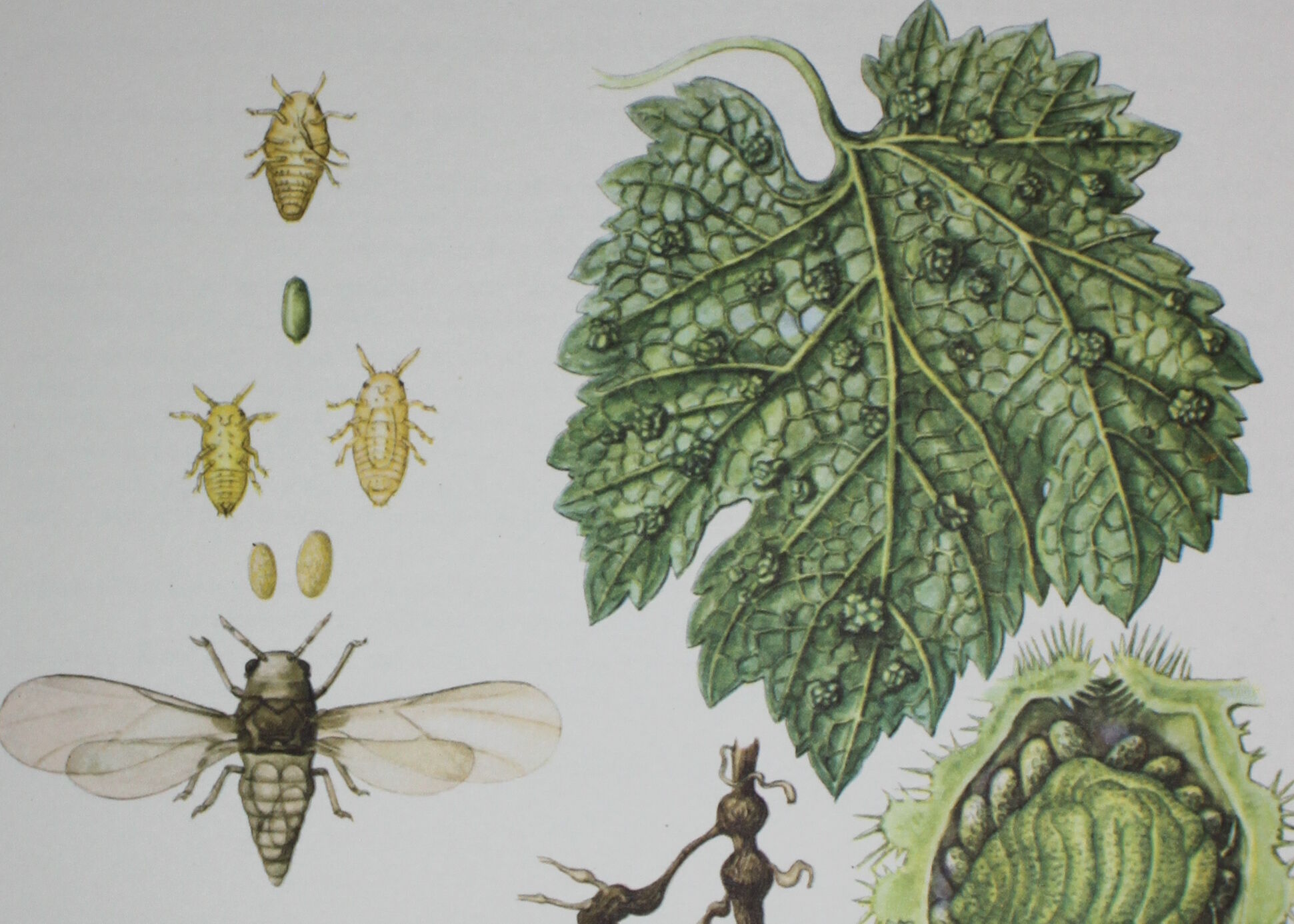 Phylloxera | 1961 | Insect Homoptera| Original pedagogical board| Entomology