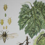 Phylloxera | 1961 | Insect Homoptera| Original pedagogical board| Entomology