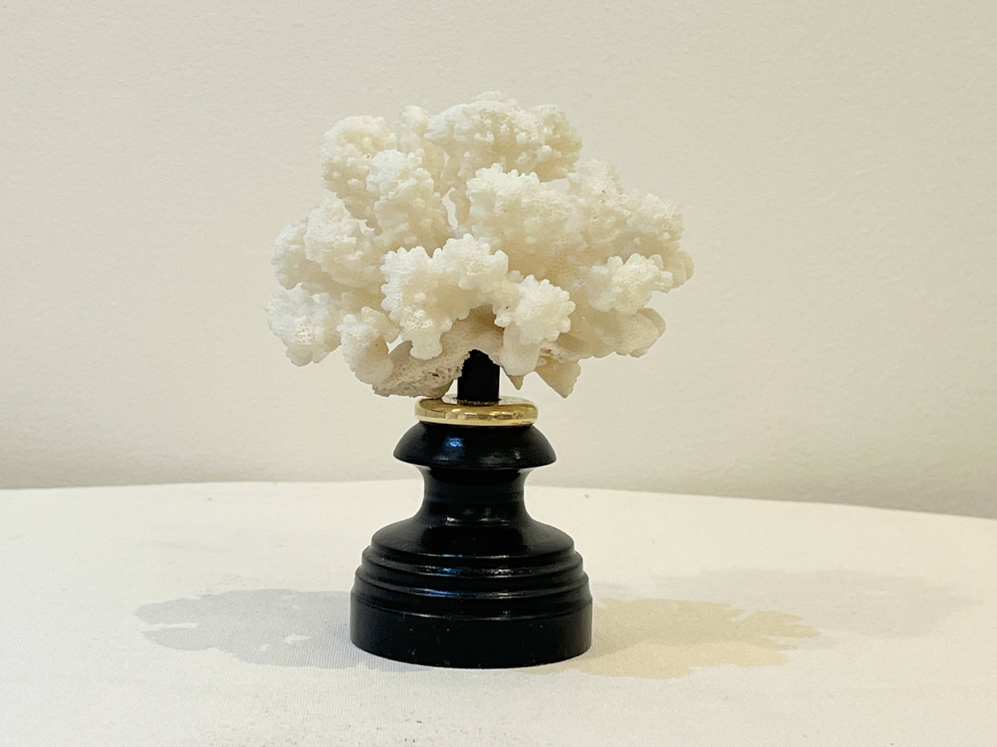 Antique natural white bush coral on wooden base Napoleon III cabinet of curiosities