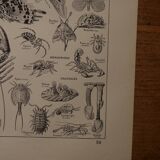 Original lithograph on arthropods