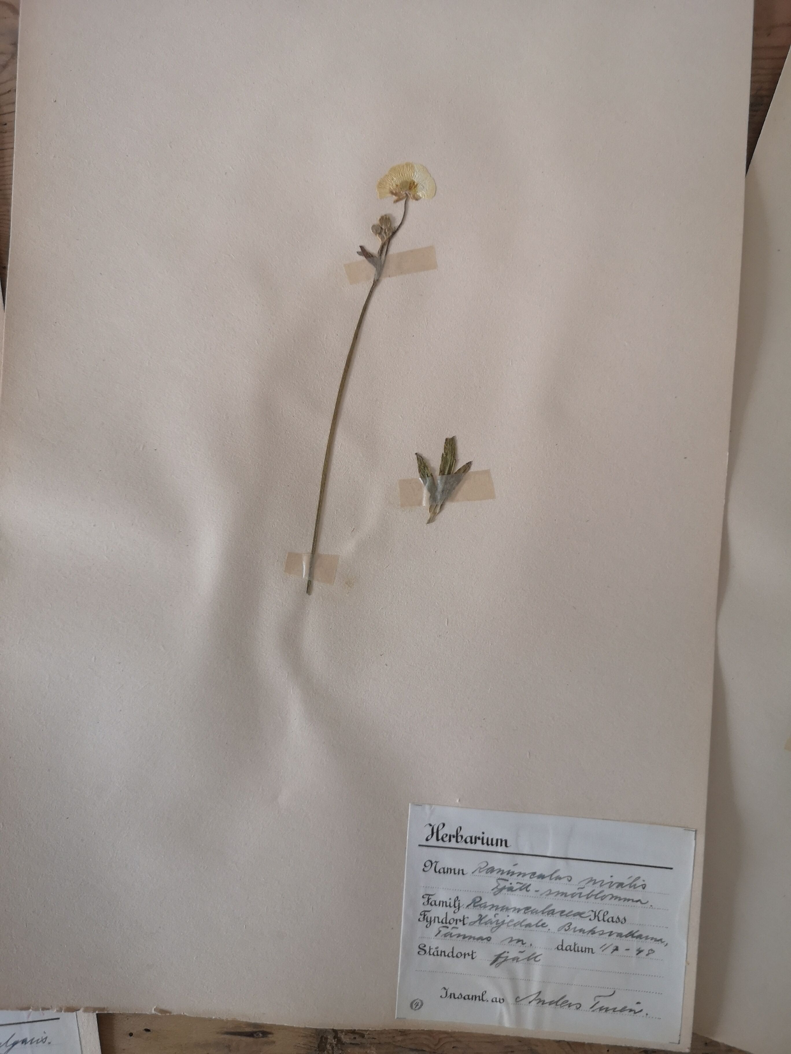 Ancient Swedish herbarium boards