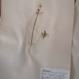 Ancient Swedish herbarium boards