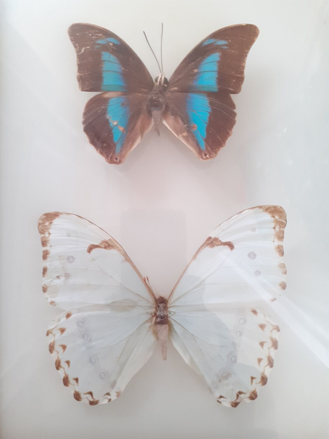 Lot de deux cadres de papillons exotiques