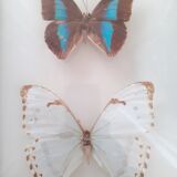 Set of two exotic butterfly frames