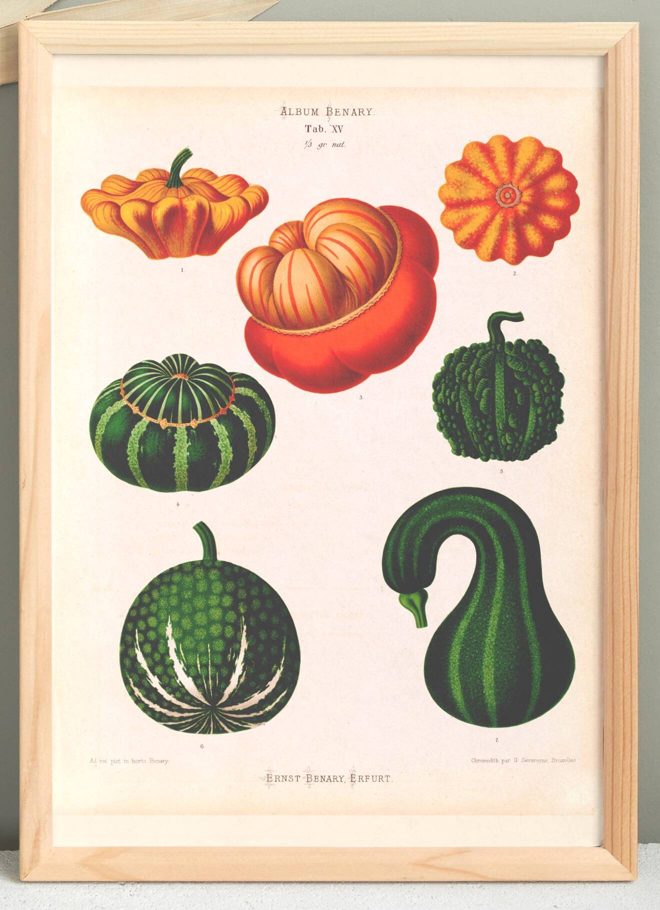 Poster on ornamental gourds, based on an old engraving from 1886.