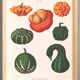 Poster on ornamental gourds, based on an old engraving from 1886.