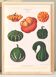 Poster on ornamental gourds, based on an old engraving from 1886.