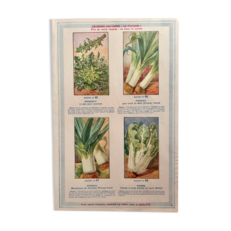 Old illustration on dandelion and leeks from 1936