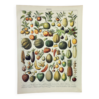 Gravure ancienne 1898, Fruits (exotiques), variétés • Lithographie, Planche originale