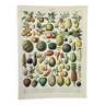 Gravure ancienne 1898, Fruits (exotiques), variétés • Lithographie, Planche originale