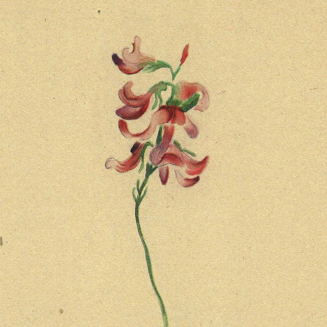 Illustration ancienne de 1948 de fleurs des prés par H.Strache - Esparcette