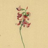 Illustration ancienne de 1948 de fleurs des prés par H.Strache - Esparcette