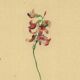 Illustration ancienne de 1948 de fleurs des prés par H.Strache - Esparcette