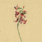 Illustration ancienne de 1948 de fleurs des prés par H.Strache - Esparcette